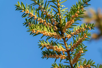 Pollen / Blütenstaub: Europäische Eibe (Taxus baccata)