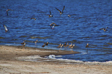 Serengeti, Safari, Tanzania, Kenya