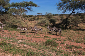 Serengeti, Safari, Tanzania, Kenya