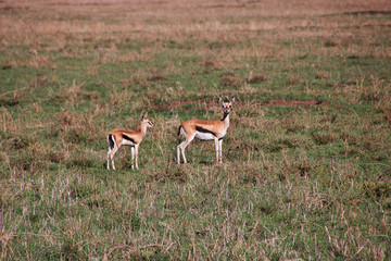 Serengeti, Safari, Tanzania, Kenya