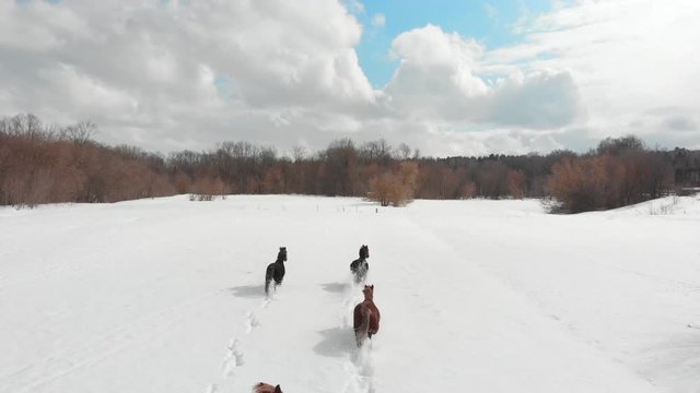 Four young horses running on a snowy ground. Aerial view