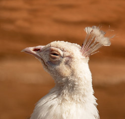 white peacock on a brown background