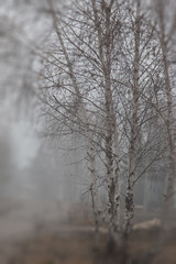 Fototapeta na wymiar trees in the morning mist