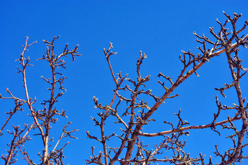 Apple tree branches without leaves close up detail,  bright blue sky background
