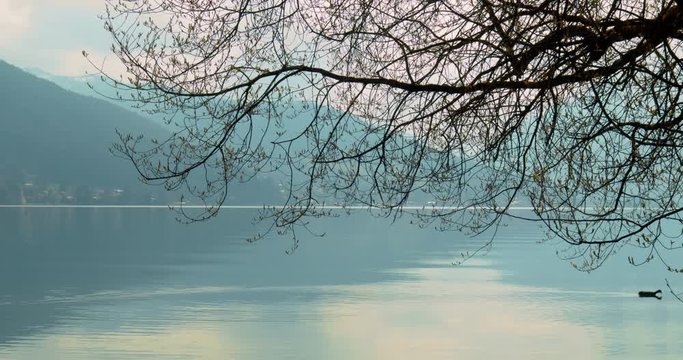 Lake Tegernsee on a moody spring day, with tree branches in the frame and a black coot swimming below.