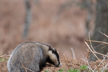 European Badger, Meles meles, close up portrait taken on an cold April evening in pine woodland in Scotland. 