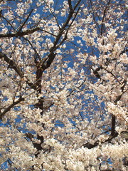 青空と満開の桜