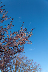 Spring cherry blossoms in Belgrade with clear blue sky