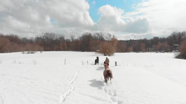 Winter forest. Four young horses running on a snowy ground. Aerial view