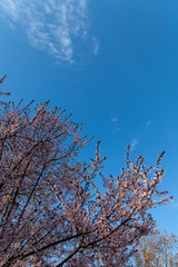 Spring cherry blossoms in Belgrade with clear blue sky