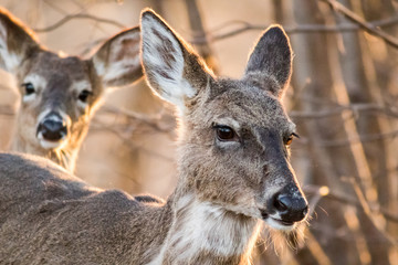 White Tailed Deer, Odocoileus virginianus, foraging in beautiful light at dusk, a primary host of ticks transmitting Lyme disease