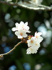 梢に咲く桜