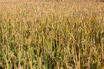 yellow rice in the field