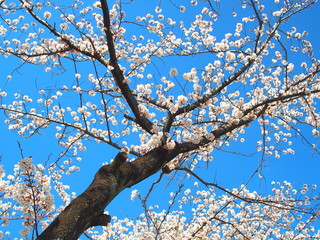 青空と満開の桜