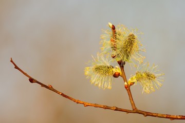 Willow catkins at sunset. Isolated on light background