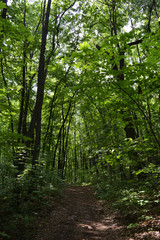 Walking path through lush green forest.