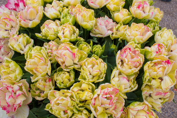 Flowers colour tulips flowering on background, closeup. Fresh spring flowers in the garden with...