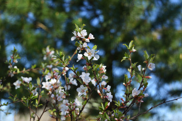 Blooming Nanking cherry (Prunus tomentosa) in spring garden. White flowers on twigs.