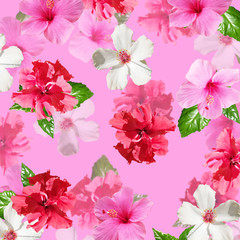 Beautiful floral background of hibiscus. Isolated
