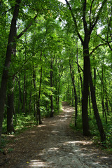 Magic path through lush green forest.