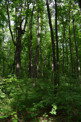 Fototapeta na wymiar Lush green forest in summer. Tall trees and undergrowth.