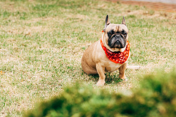 adorable purebred french bulldog in red scarf sitting on green grass