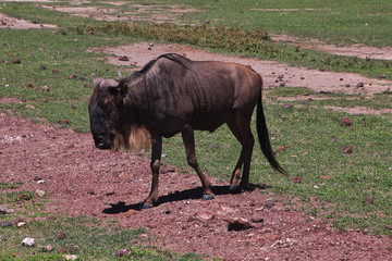 Ngorongoro, Safari, Tanzania