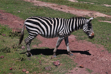 Ngorongoro, Safari, Tanzania
