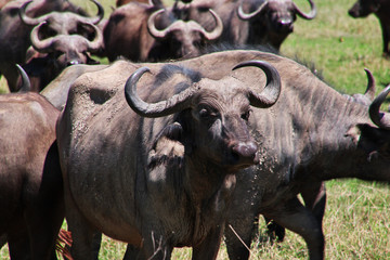 Obraz premium Ngorongoro, Safari, Tanzania