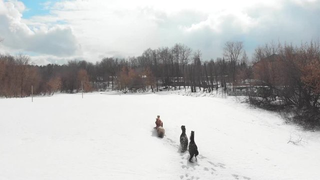 Winter forest. Four horses running on a snowy ground. Aerial view