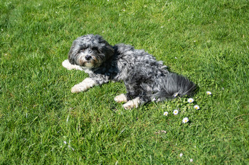 Havaneser beim Relaxen im Garten