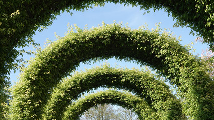 Green arches made of plant beautiful natural decoration of gardens and parks © Uros Petrovic