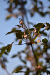 Clematis, Waldrebe - Knospen im Sonnenschein