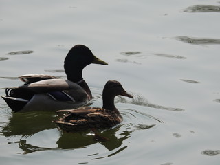 Fototapeta premium Gänse und Enten