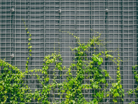 Fresh Green Climbing Ivy on Wire Mesh Against Gray Wall