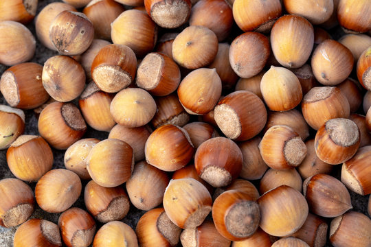 Closeup top view of many hazelnuts. Horizontal color photography.