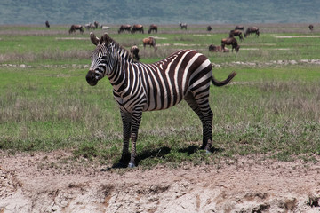 Naklejka premium Ngorongoro, Safari, Tanzania