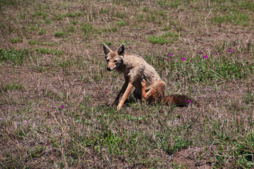 Ngorongoro, Safari, Tanzania