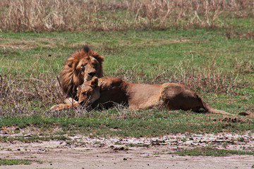 Obraz premium Ngorongoro, Safari, Tanzania