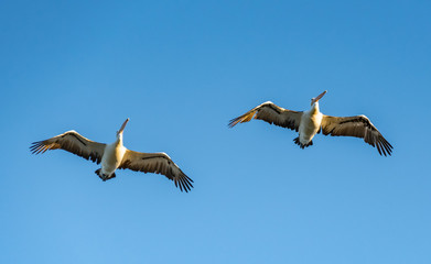 Fototapeta na wymiar Two Pelicans Flying