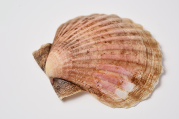 scallop shell 