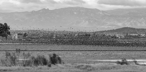 Tierras de cultivo del arroz