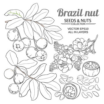 brazil nut vector set