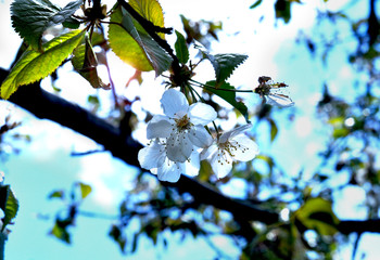 Spring afternoon of cherry blossom