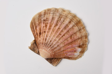 scallop shell in closeup on white background
