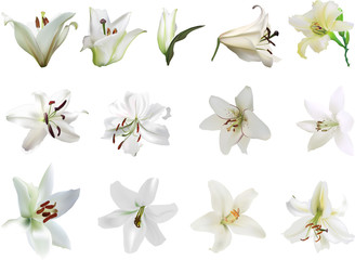 thirteen isolated white lily blooms