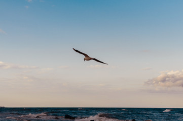 Fototapeta na wymiar Photo of a single gull flying above sea