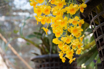 Yellow Honey fragrant orchid,Dendrobium lindleyi Steud or Aung Phung.