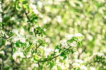 Fototapeta na wymiar Flowers of the apple blossoms on a spring day