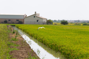 Tierras de cultivo del arroz